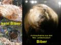 C biber
